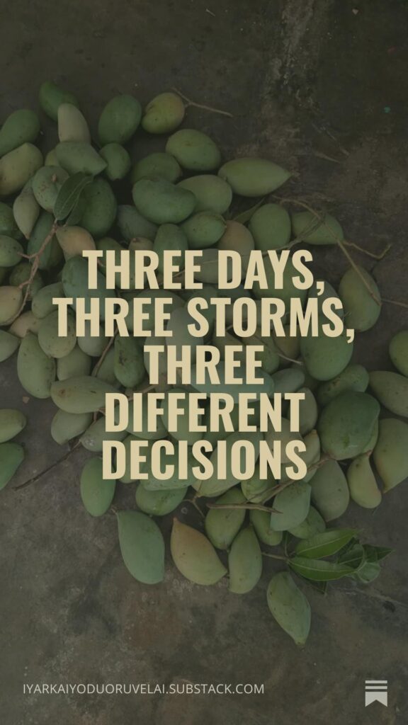 After 3 days of hailstorms: 200kg of mangoes on the orchard floor and 3 different salvage decisions (75kg pickle, 50kg distress sale, 100kg given away)