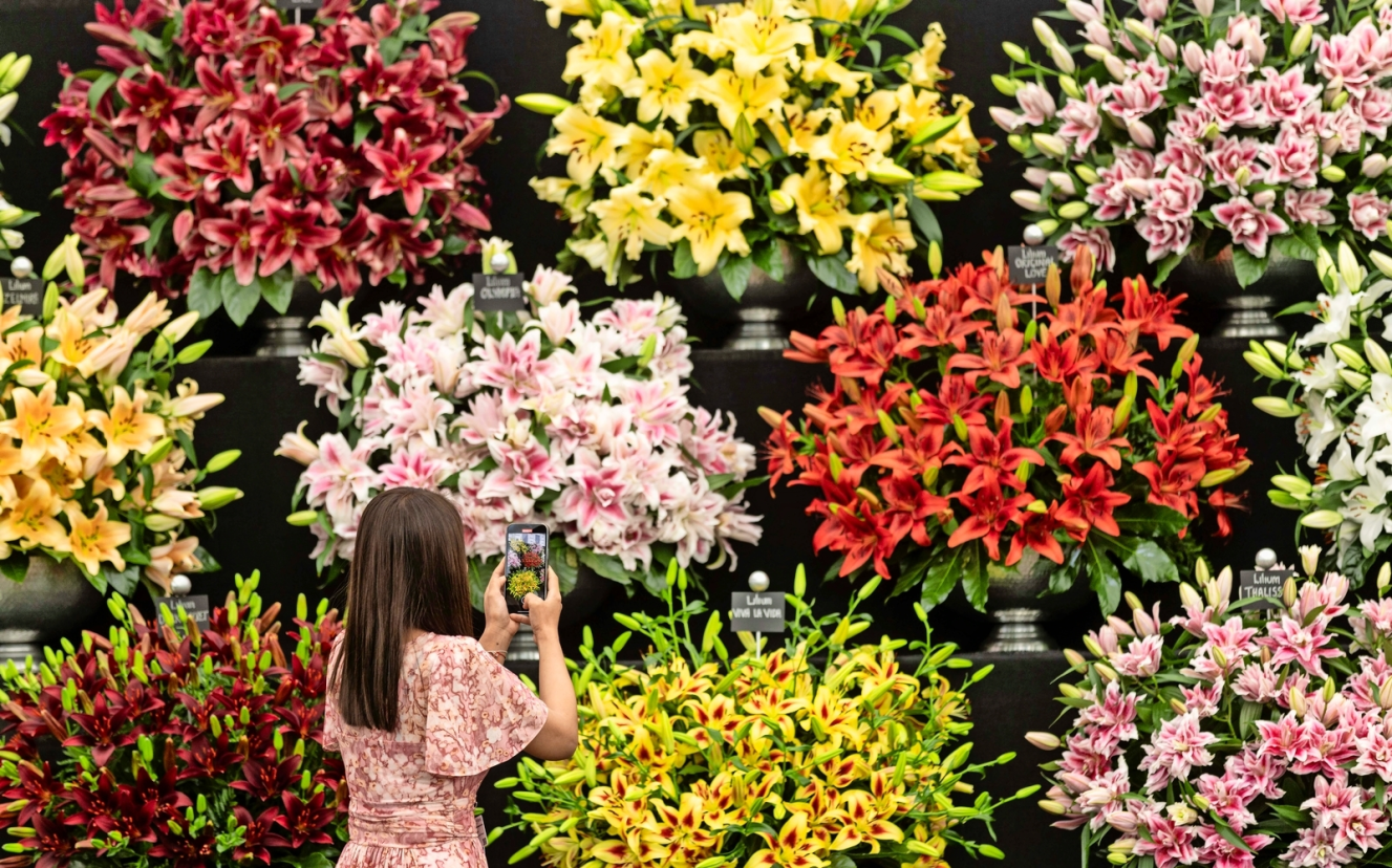 A person taking a photo of a large display of various colored lilies at an exhibition.
