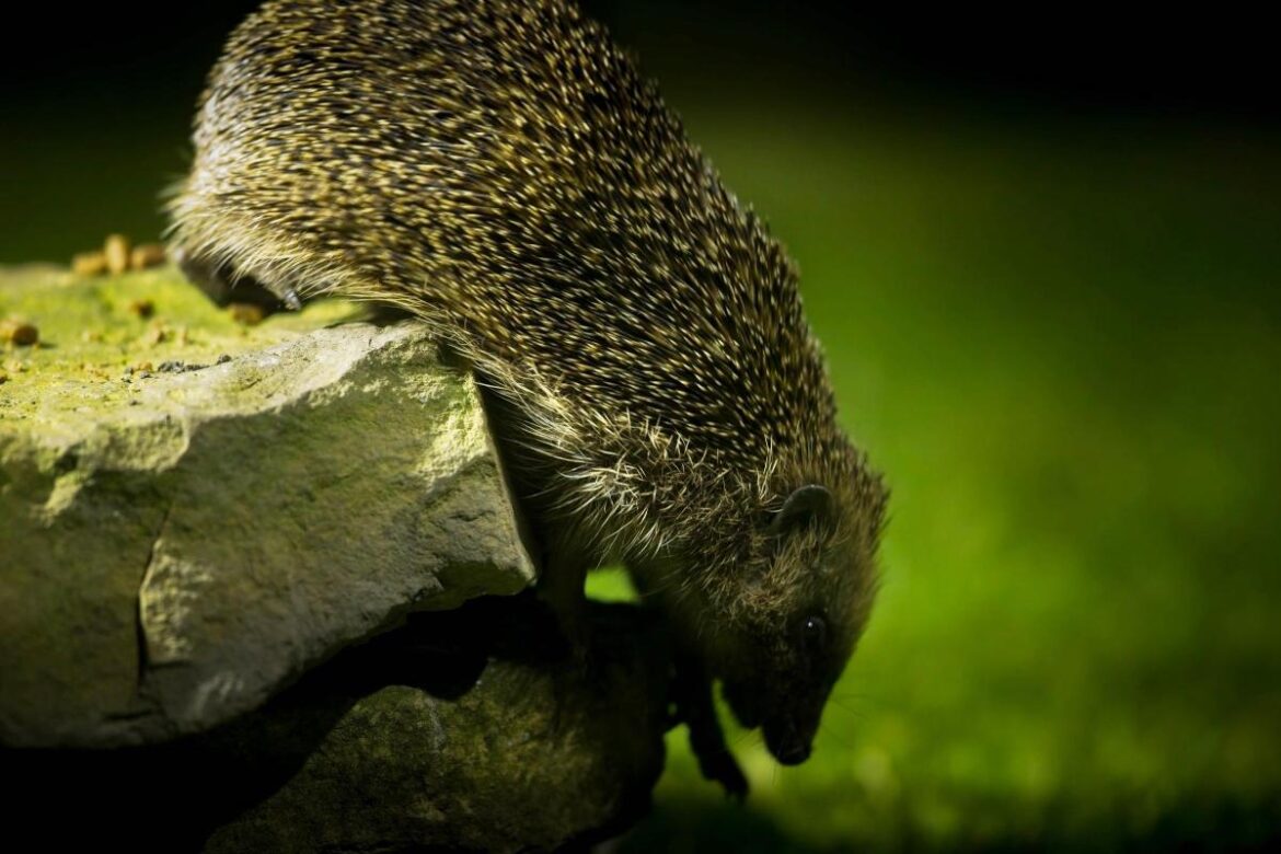 Gardeners urged to take simple steps to save hedgehogs