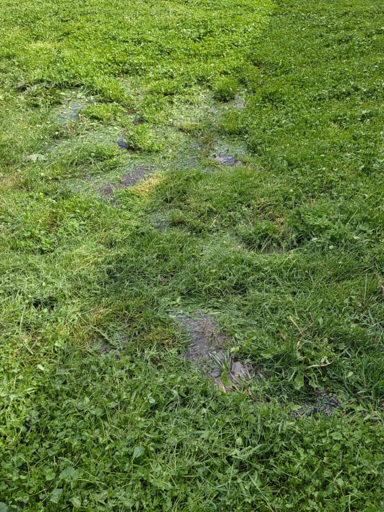 What kind of plants can I add that would thrive in a very wet environment?