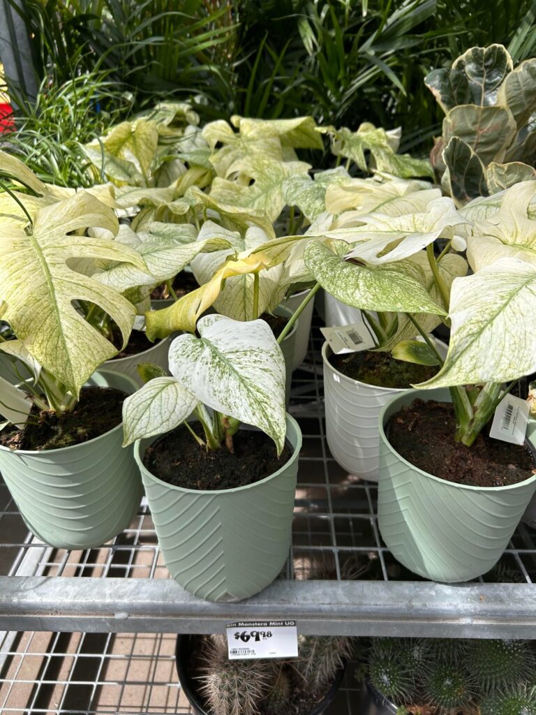 Local Home Depot mint!