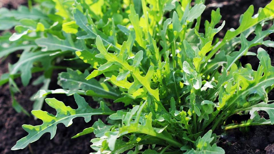 Arugula growing in the garden.