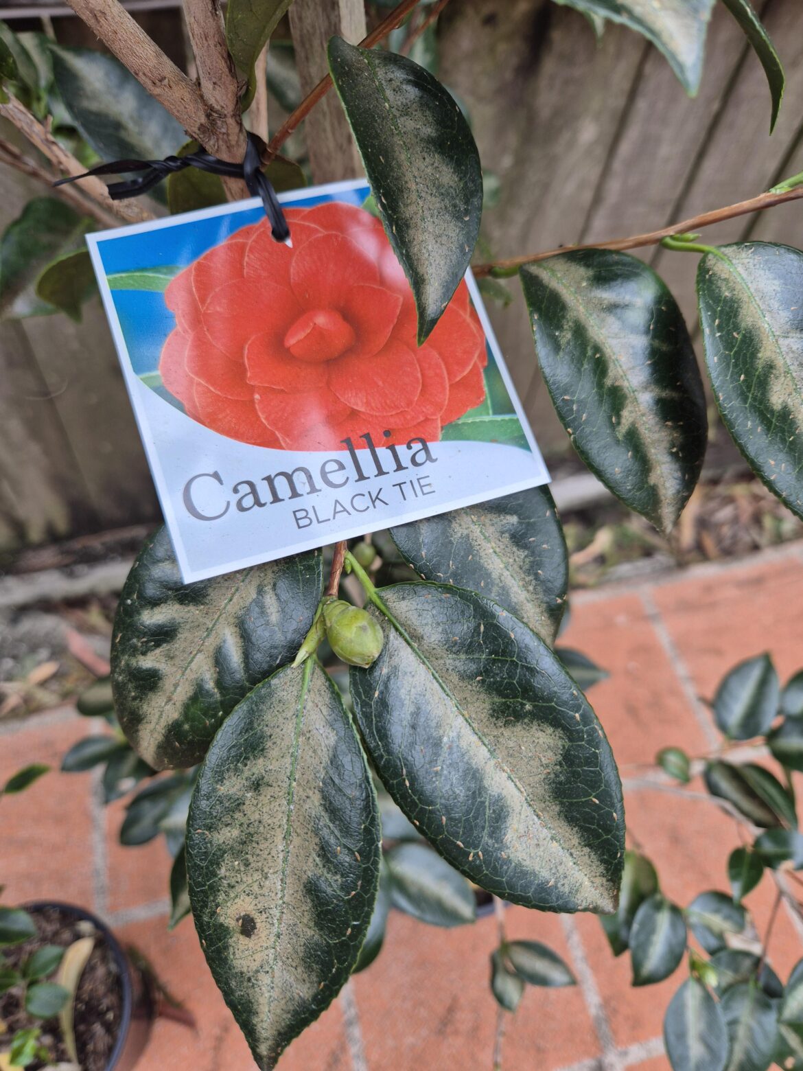 Camellia issue