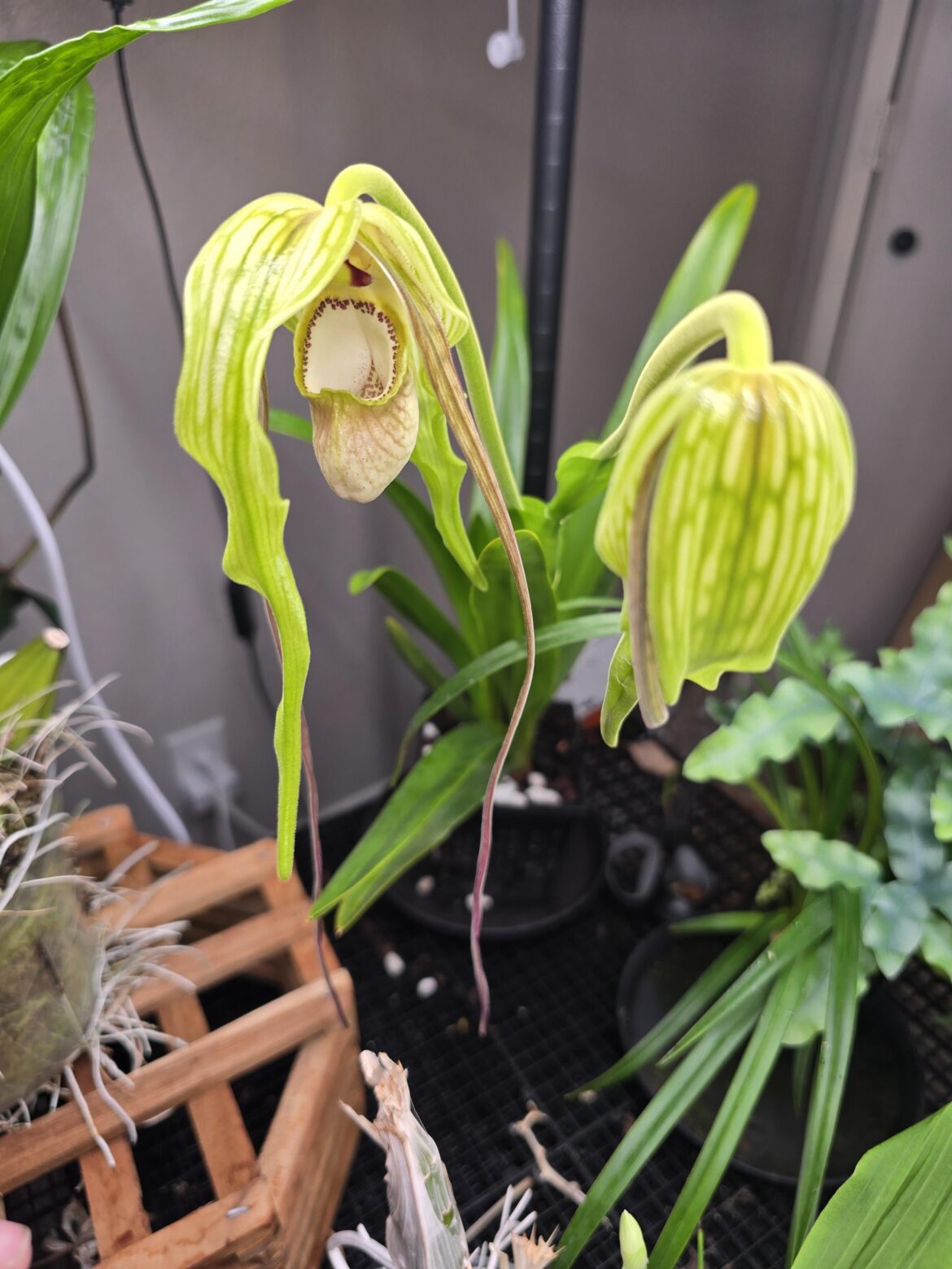 Phragmipedium warszewicii var. wallisii