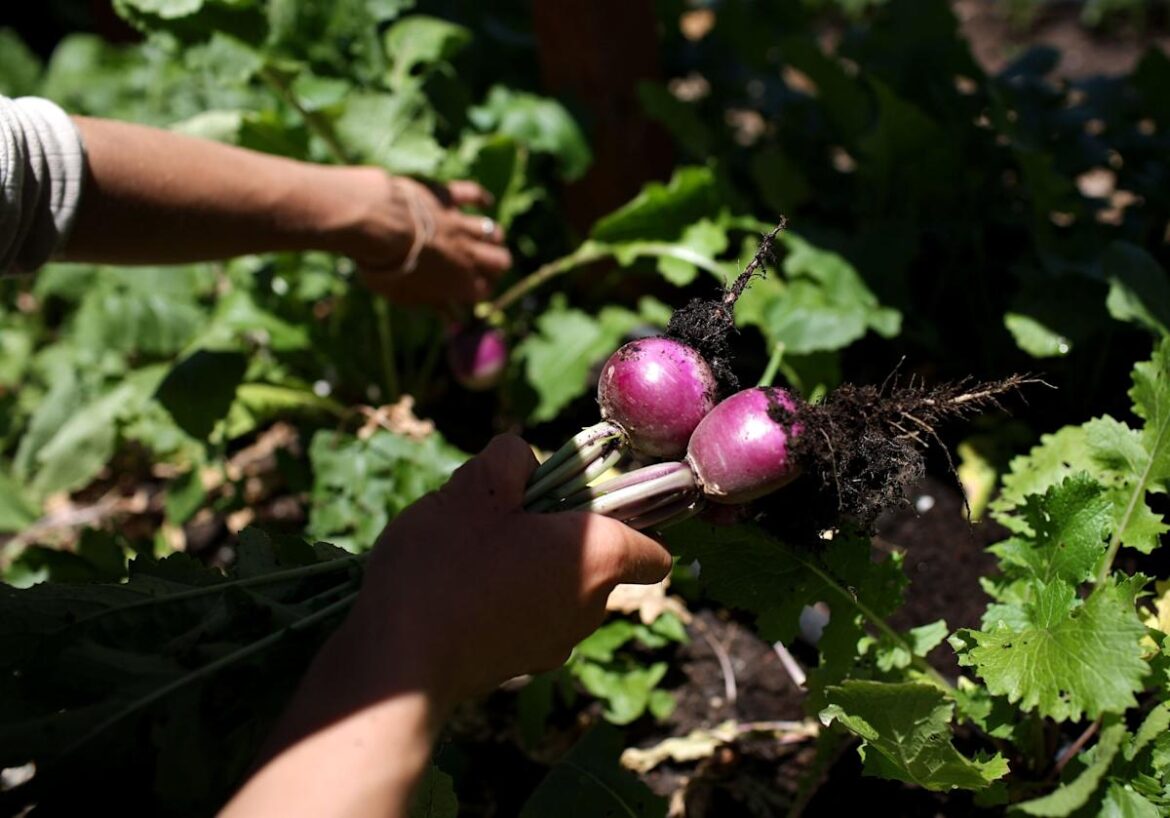 The Best Beginner-Friendly Plants and Vegetables to Start Planting in Early Spring for Great Results