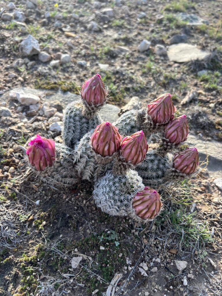 SWTX bush, any idea on species?