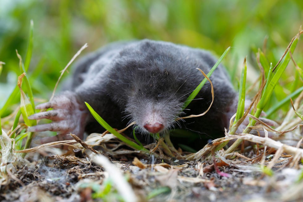 European mole (Talpa europaea), frontal view, running across a meadow, Middle Elbe Biosphere Reserve, Dessau-Rosslau, Saxony-Anhalt, Germany European mole (Talpa europaea), frontal view, running across a meadow, Middle Elbe Biosphere Reserve, Dessau-Rosslau, Saxony-Anhalt, Germany