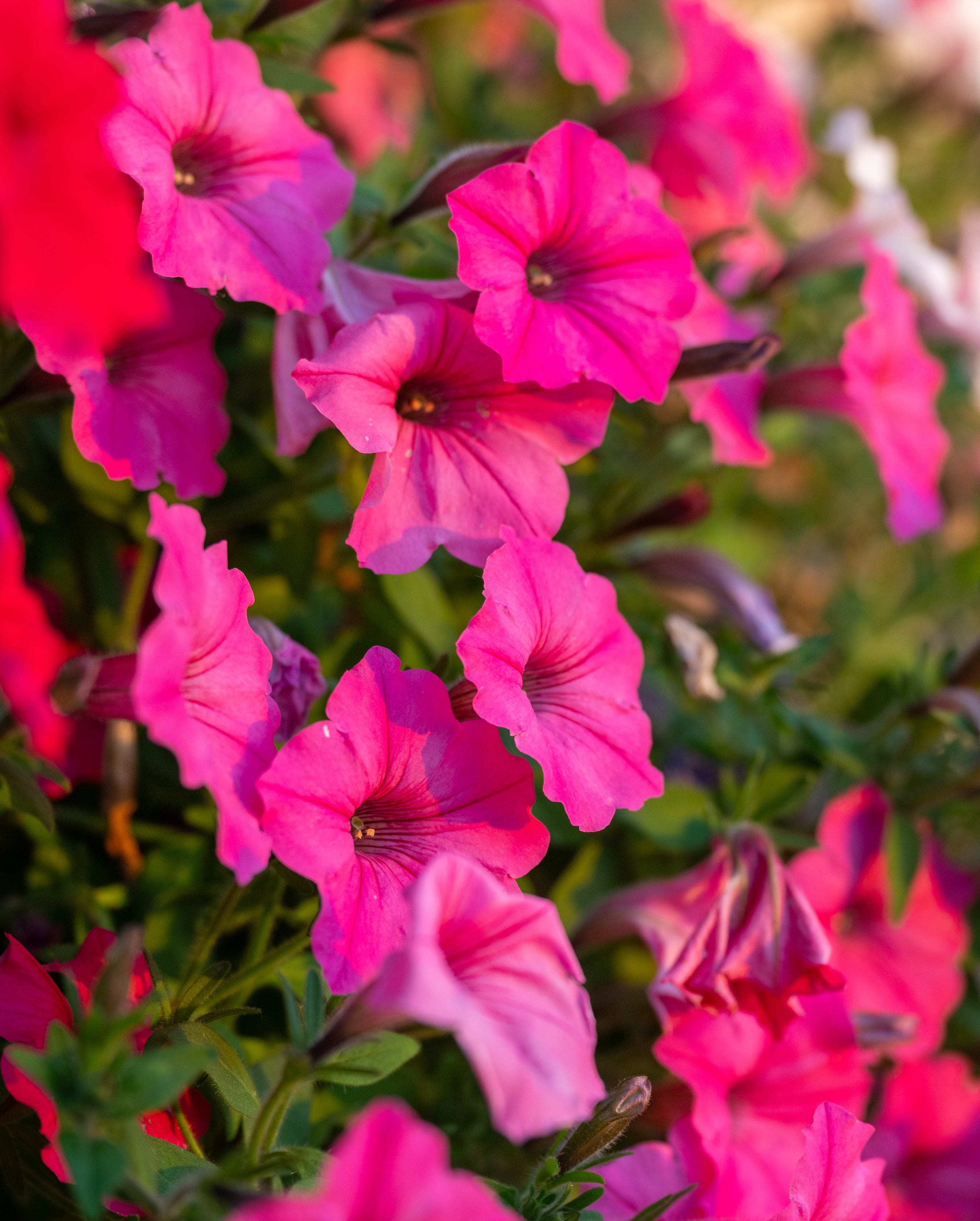 close up of bright pink petunia flowers with green foliage, creating a colorful garden display