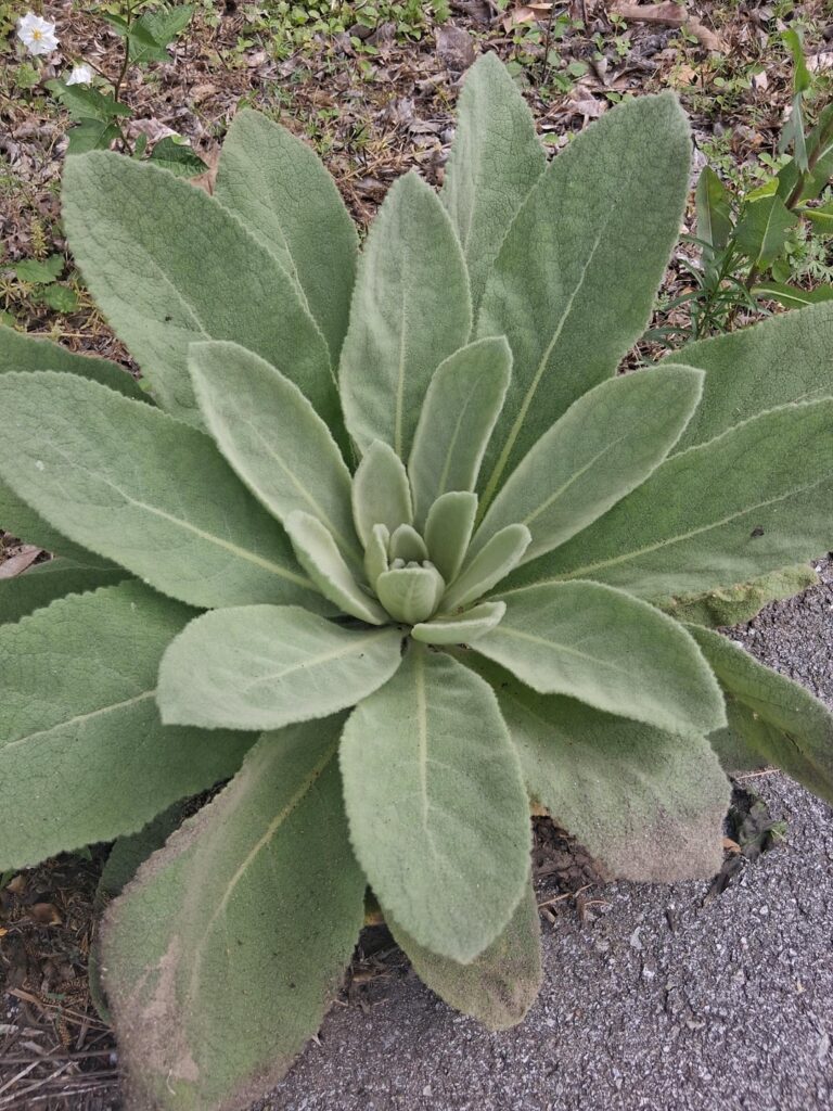 Fuzz plant