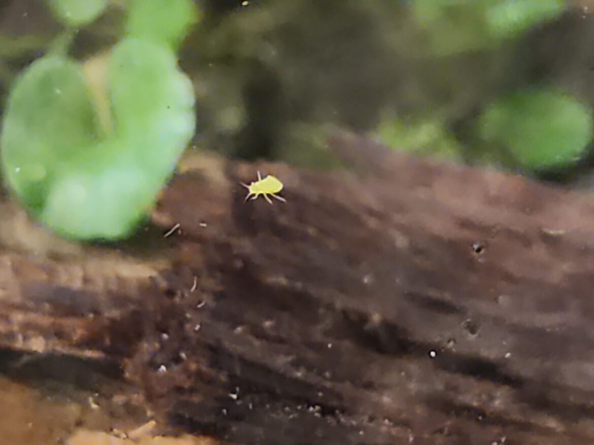 Made my first terrarium and found this lil guy