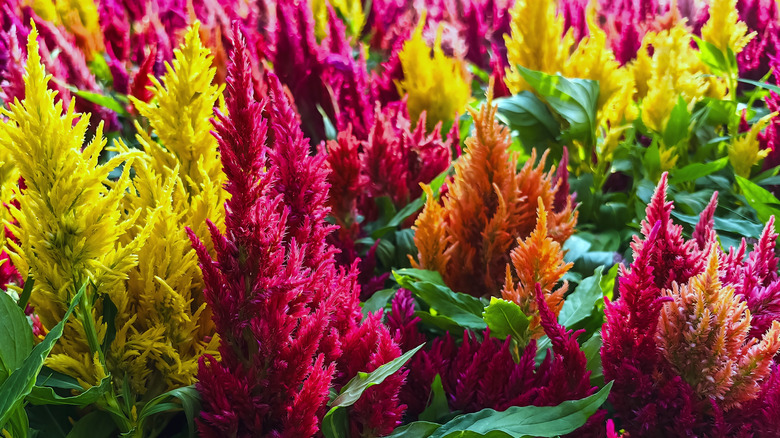 Celosia in bloom with feathery, upright flowers.