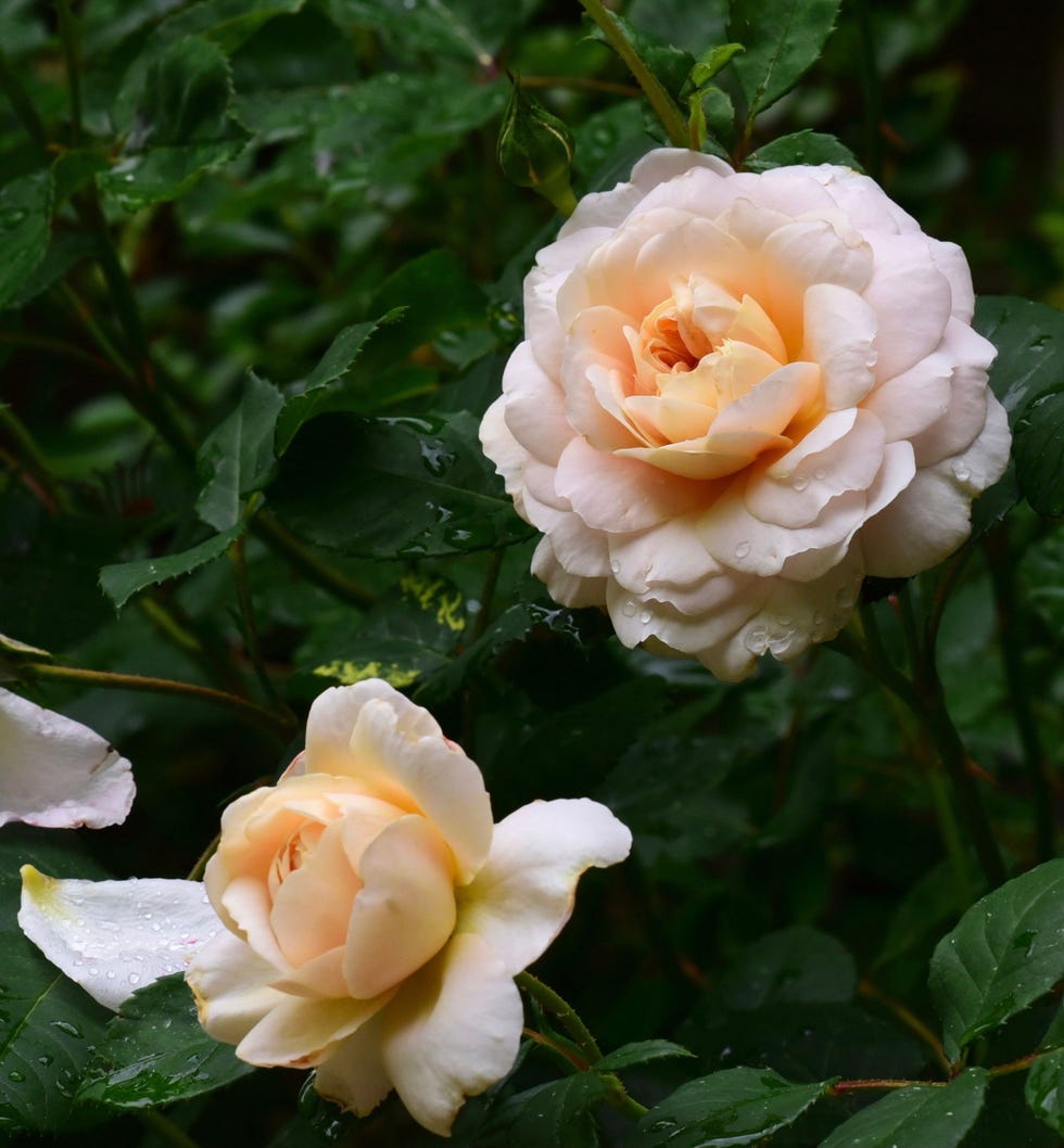 Emily Bronte rose a closeup shot of the delicate emily bronte rose, a pale pink bloom with a peachy centre