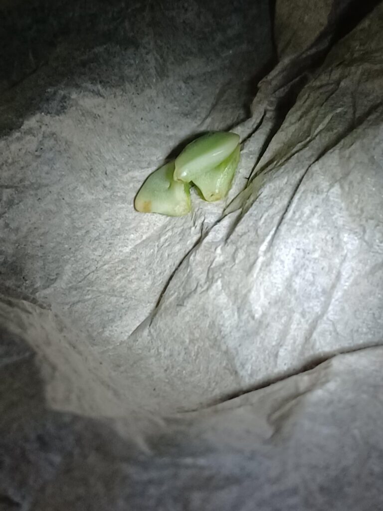 Are these portulacaria afra cuttings callus over enough for them to place them in shallow soil and give them water with my syringe?