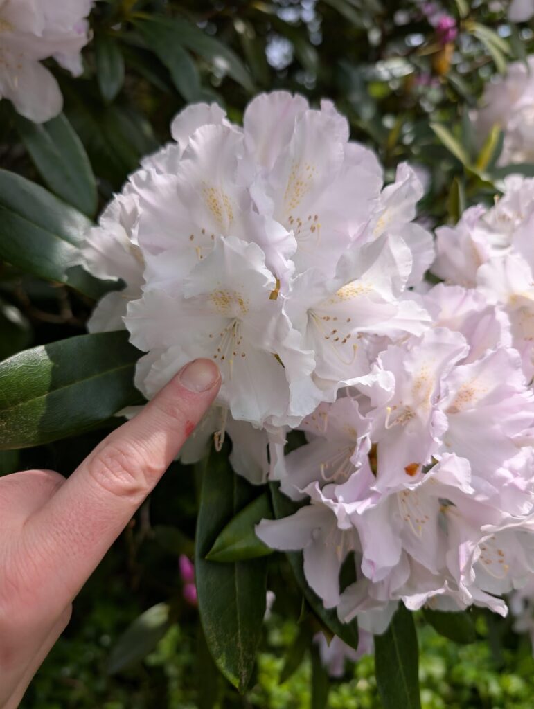 Tree in South Wales, UK... What is this beautiful specimen and can I get a cutting going?