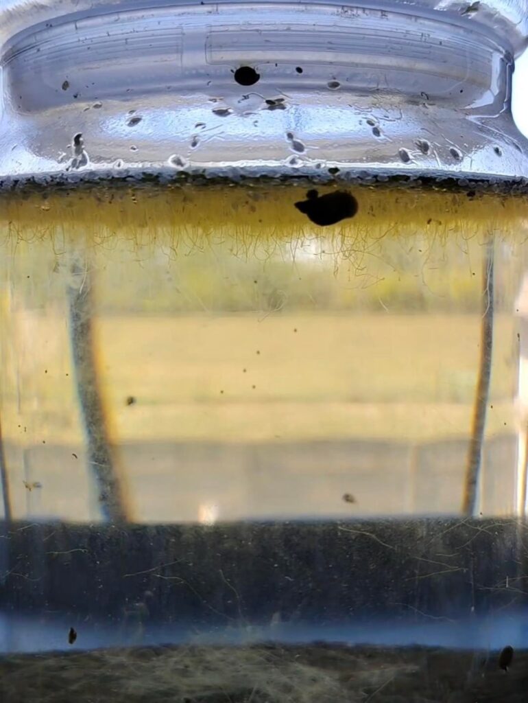 What will happen to my duckweed? What will happen to my duckweed?