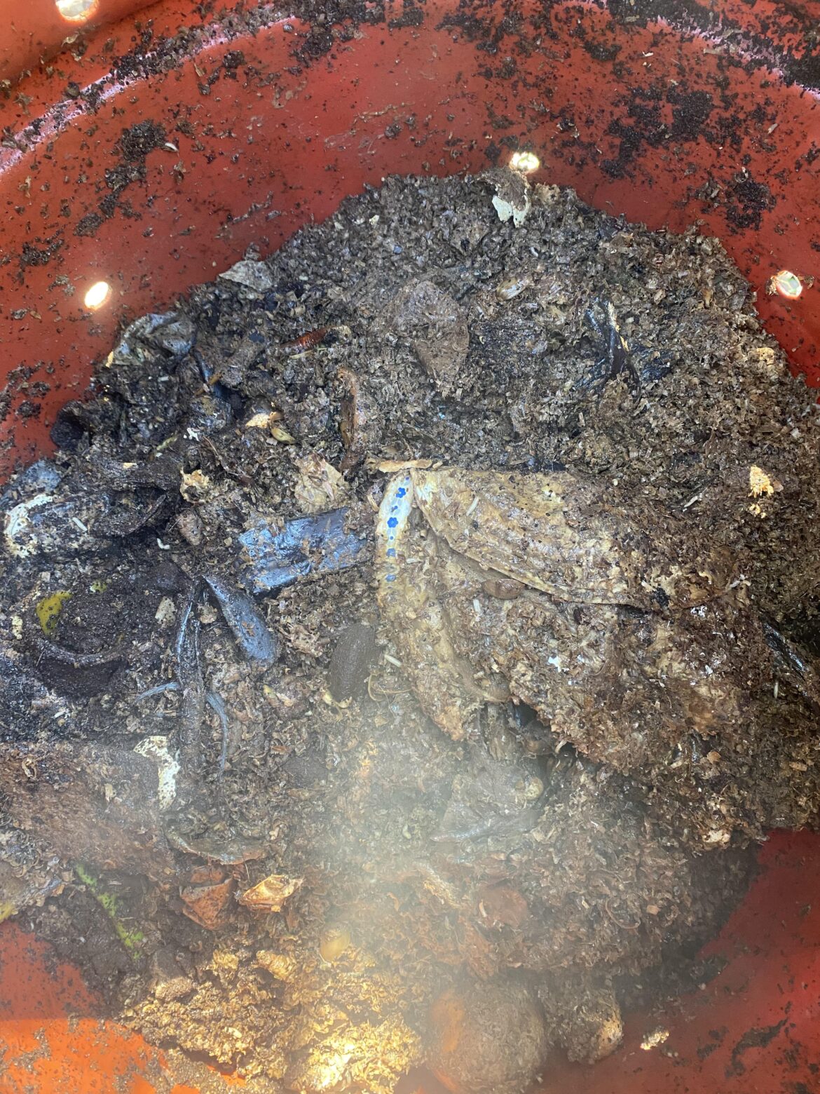 Steamy compost