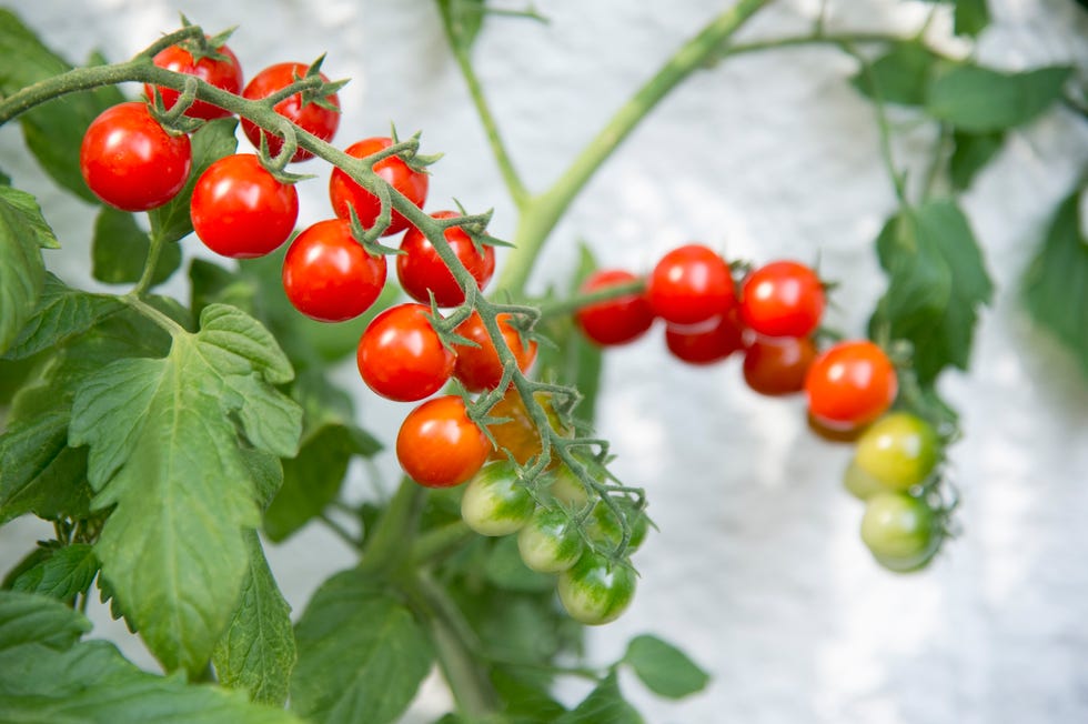 Cherry tomato plant on balcony cherry tomato plant on balcony