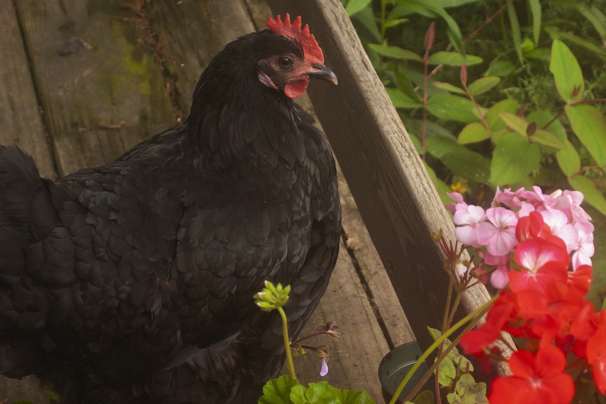A chicken sitting on a deck near a garden.