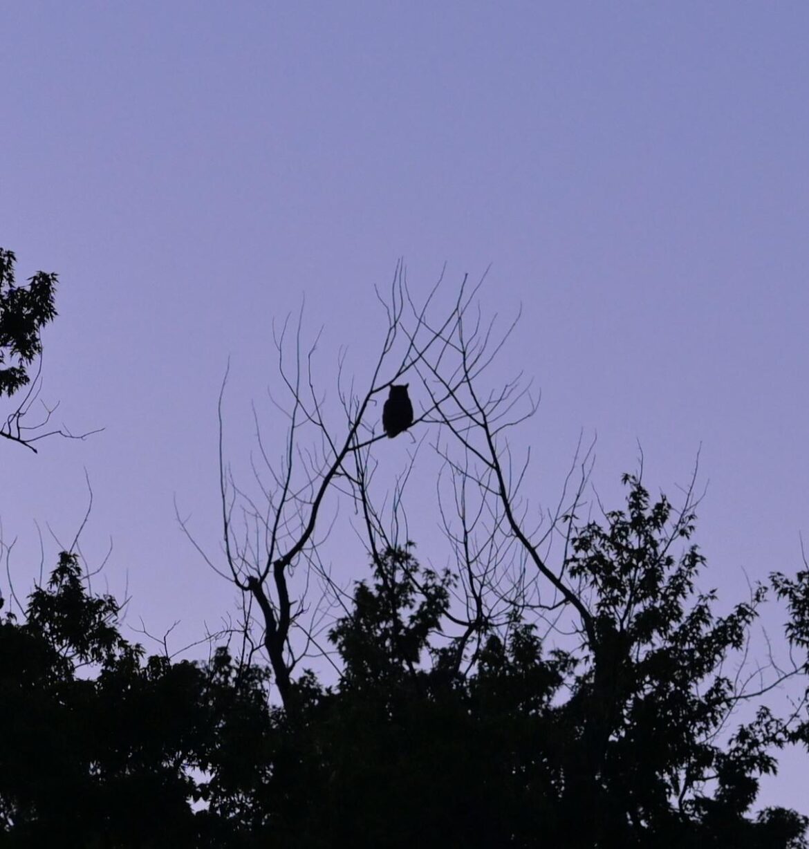 Sentinel at dawn. Guarding my habitat from rabbit mischief.