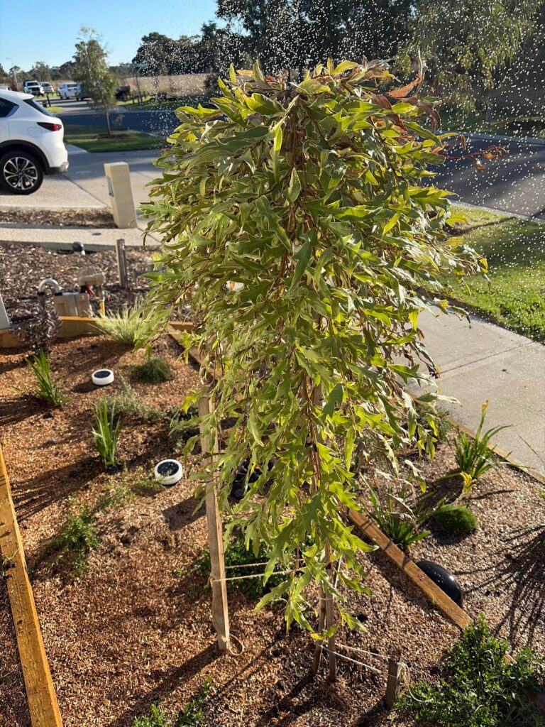 Help with Grevillea Help with Grevillea