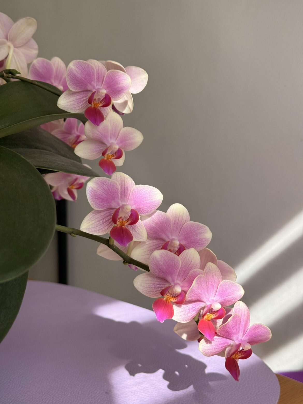 Phal. Summersong blooming for more than 2 months now 😻