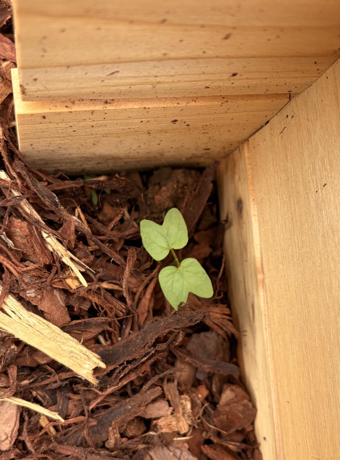 Mystery seedling?