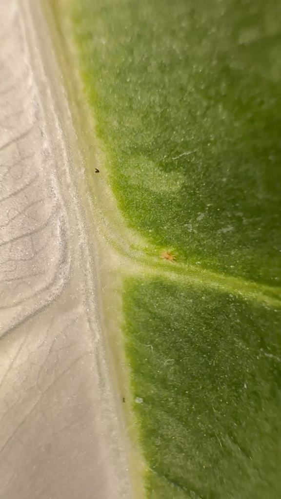Spider Mite or Beneficial Mite? Spider Mite or Beneficial Mite?
