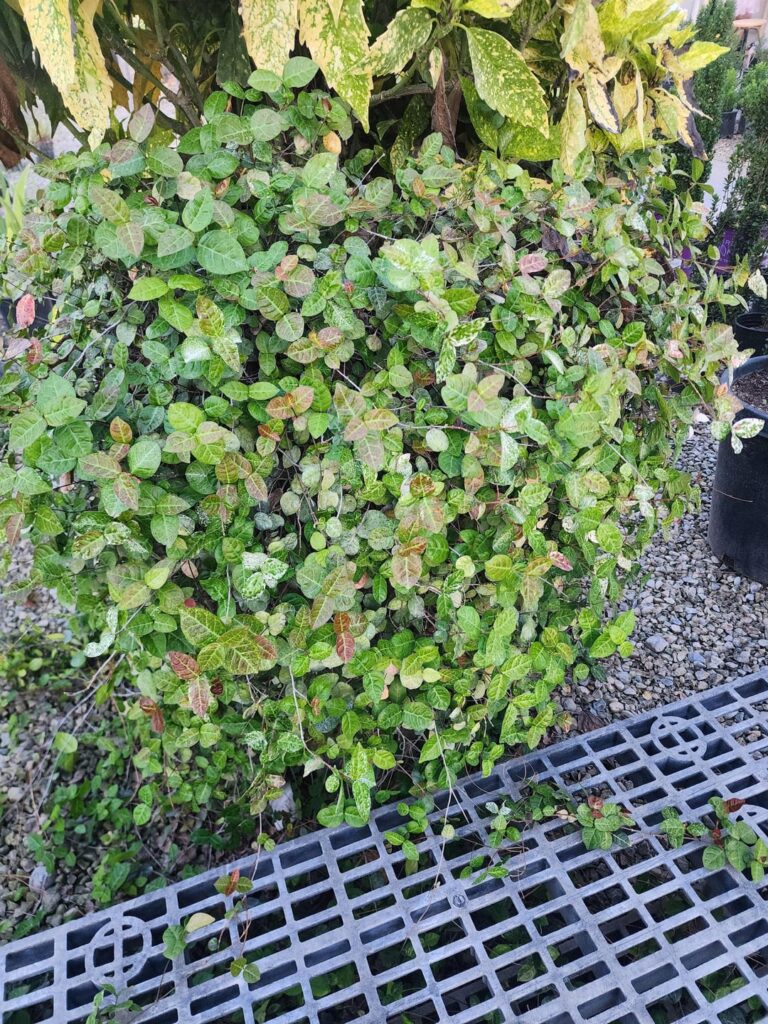 Yet another plant ID