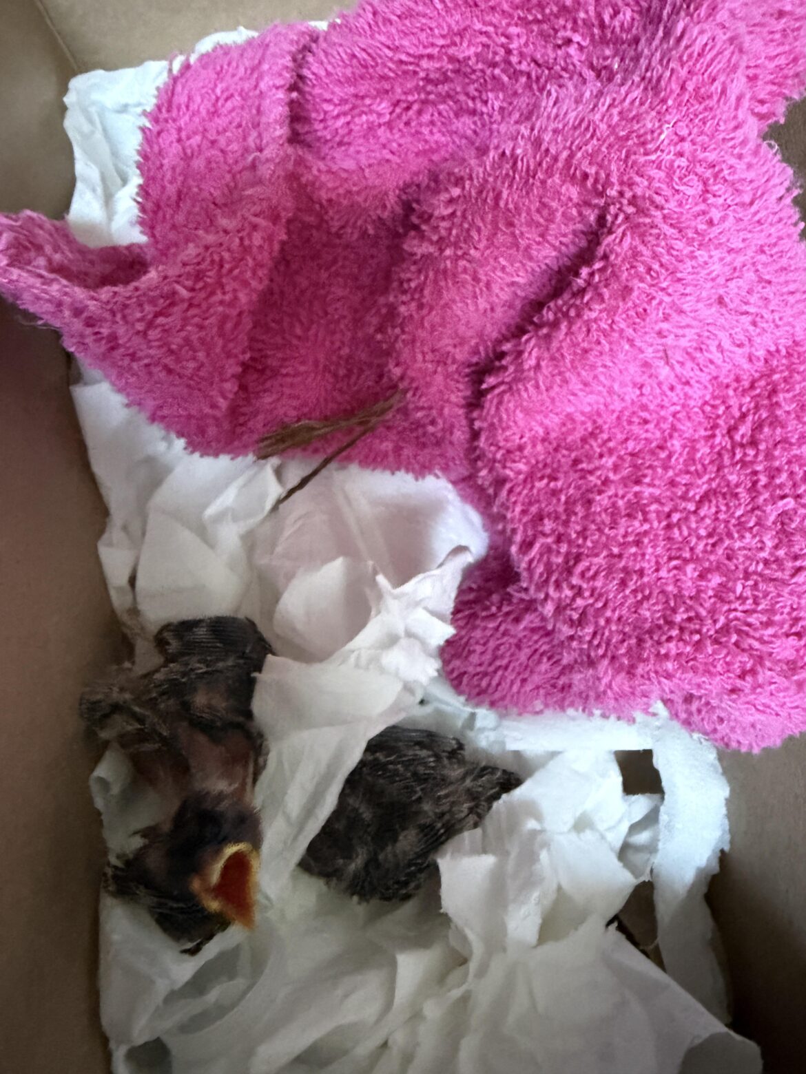 Baby Birds Left At Door- Need Local Advice