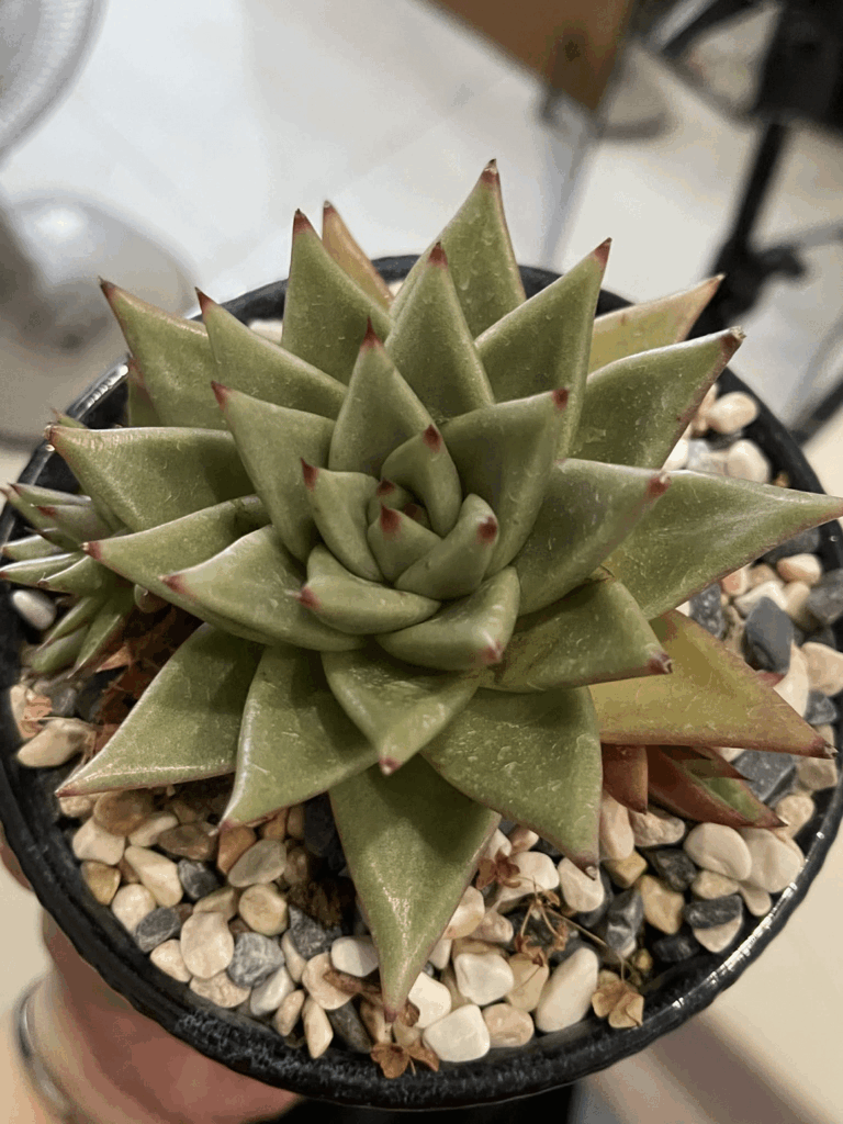 Help! My succulent is rapidly degrading, turning yellow/brown despite minimal watering Help! My succulent is rapidly degrading, turning yellow/brown despite minimal watering
