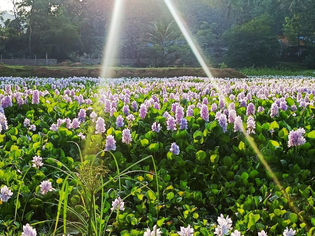 A hyacinth-covered lake and a view too pretty for my camera.🪻