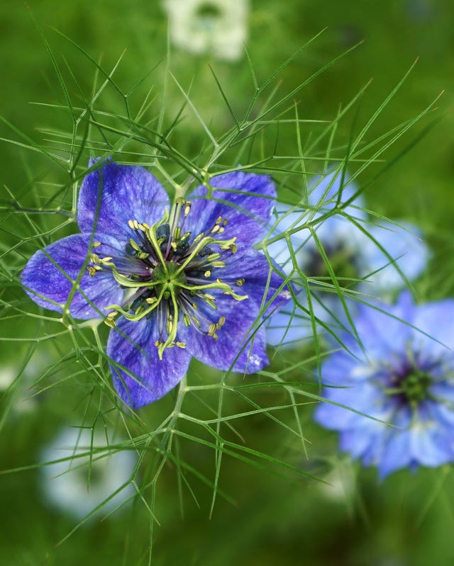 old fashioned flowers love in a mist