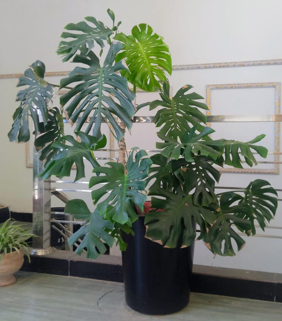 One of my first monstera
