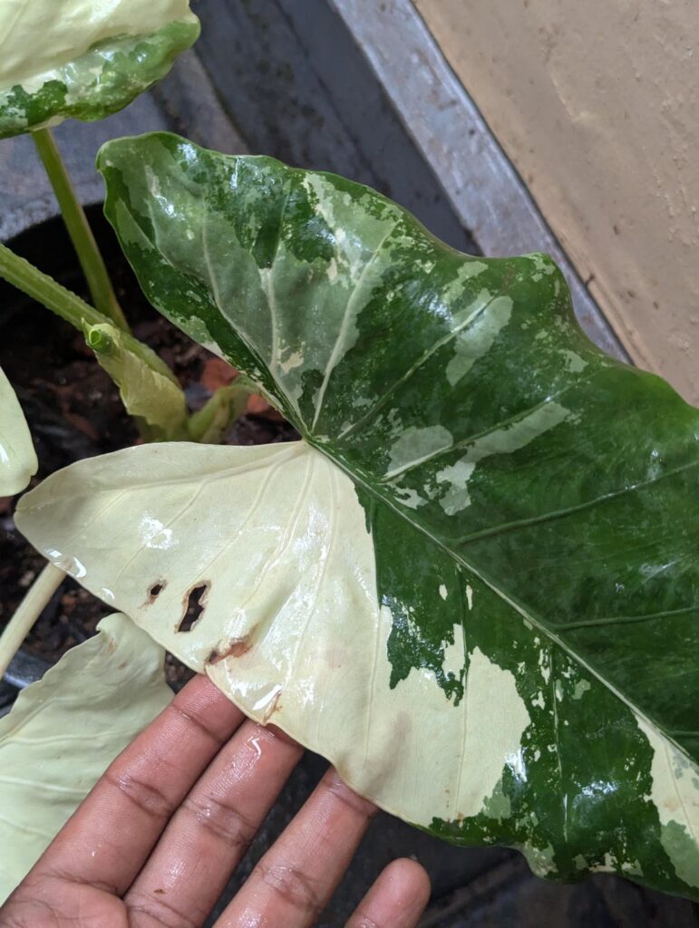 My Alocasia leaves are melting from the white parts; Please help. My Alocasia leaves are melting from the white parts; Please help.