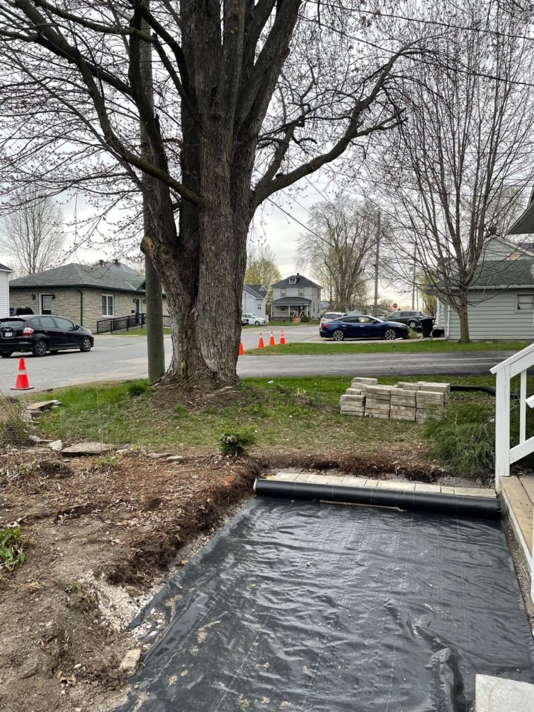 Will this silver maple be damaged by having dug for this walkway?