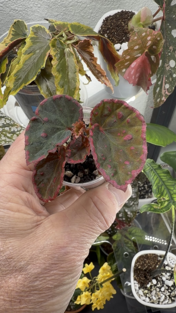 Begonia Darth X Negrosensis