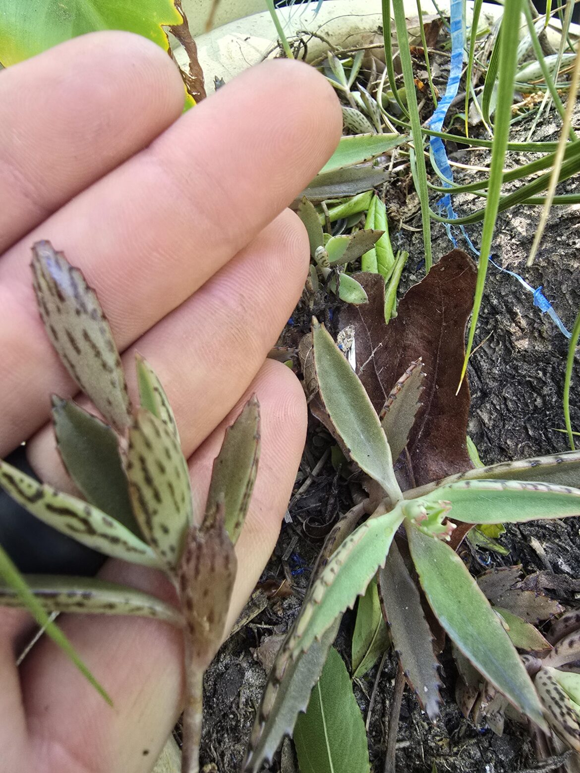 Zone 9a