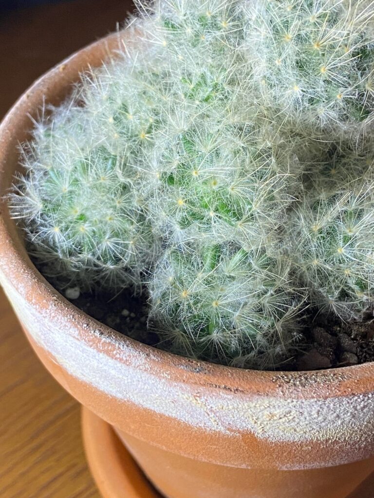 What species of mammalaria is this?