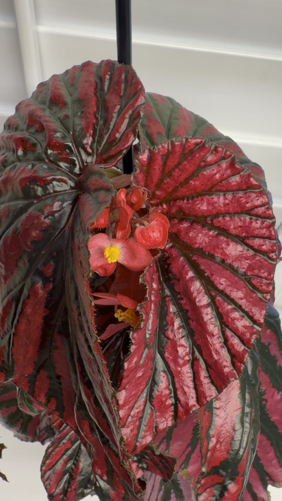 Begonia Brevirimosa
