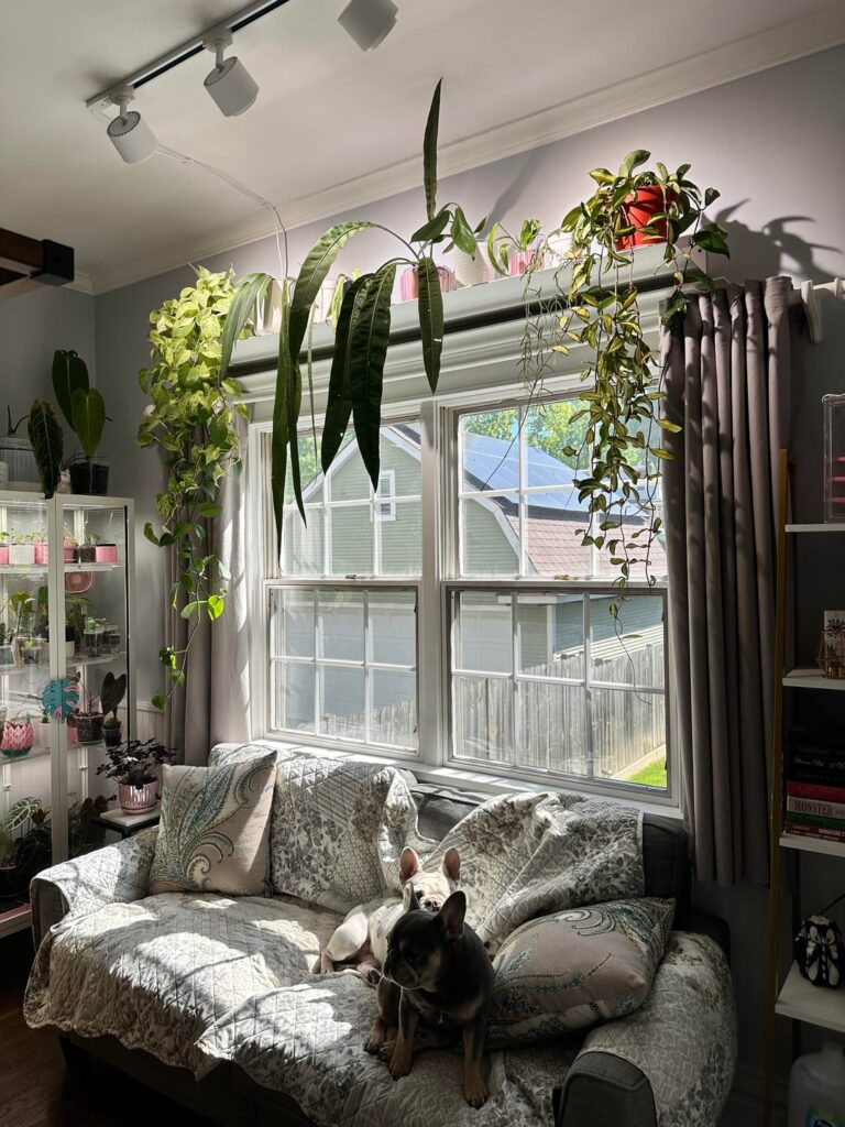Update on the window shelf