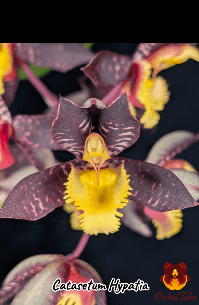 Catasetum Hypatia, first ctsm to bloom for the new growing season