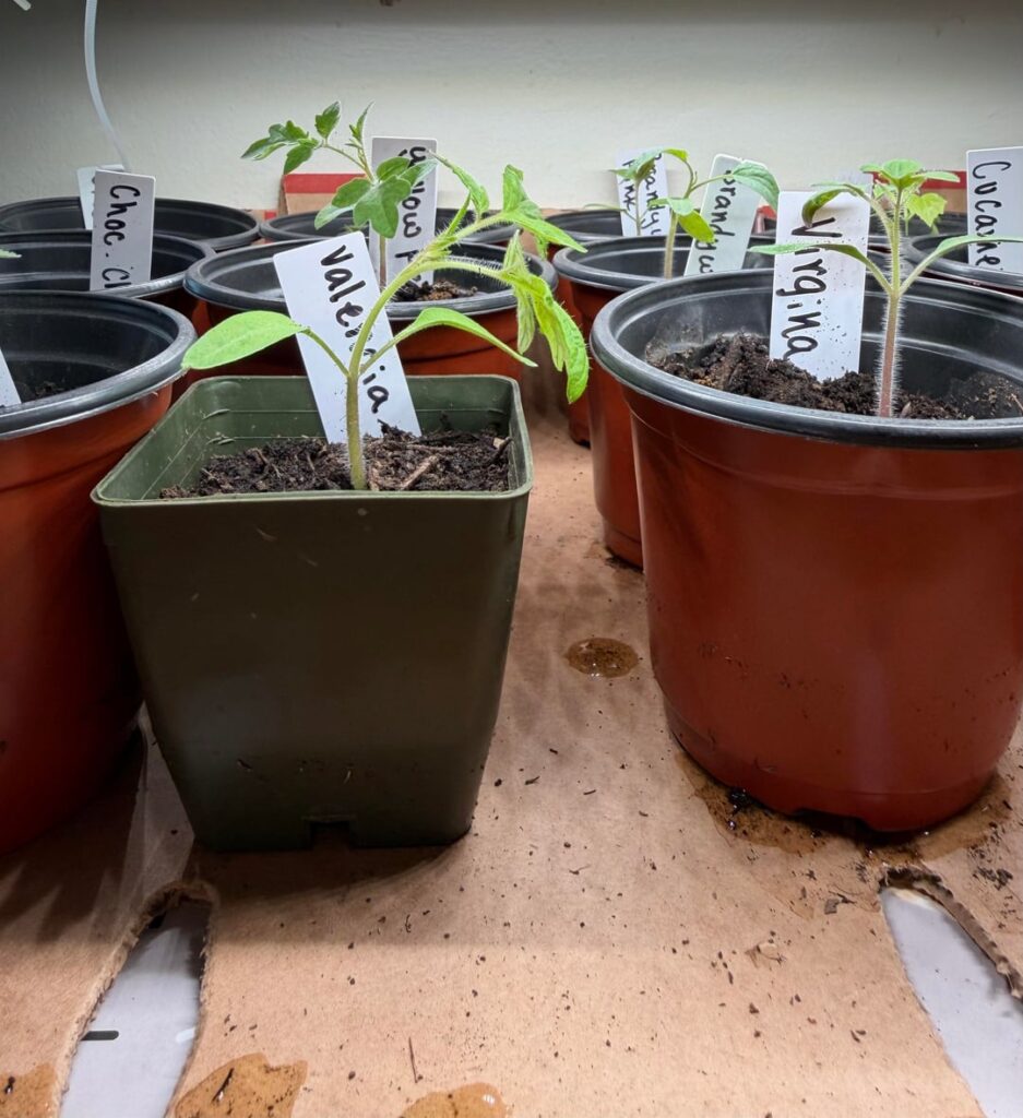 First year! NEED HELP!