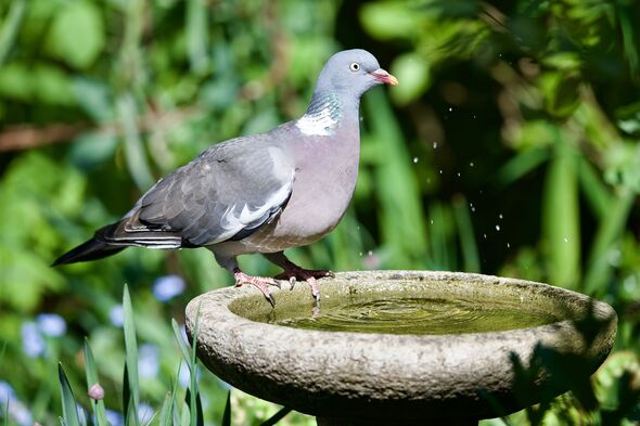 common garden wood pigeon drinking from a garden bird bath common garden wood pigeon drinking from a garden bird bath