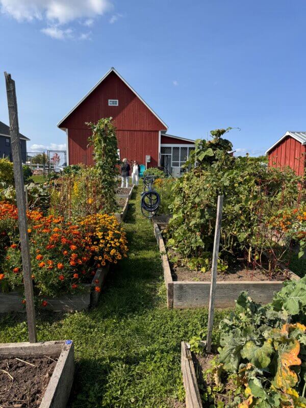 Photo by Debra Heleba.
Community garden plots offer space for new and seasoned gardeners alike. This community garden plot in South Burlington provides a raised bed for each gardener; an Extension master gardener volunteer keeps gardeners informed about insect and disease pests.