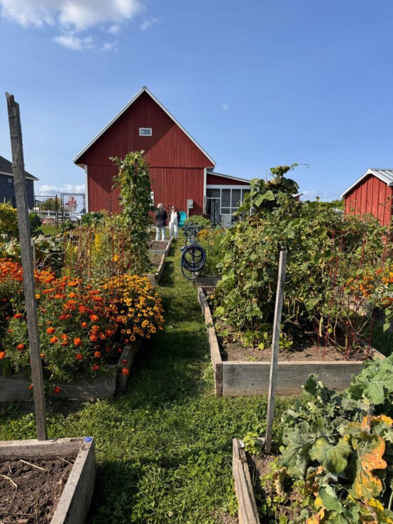 Get growing: Starting your first vegetable garden