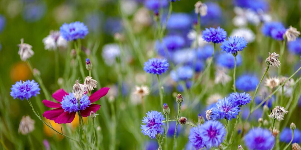 7 Fast-Flowering Plants That Will Fill Gaps In Your Garden In Weeks 7 Fast-Flowering Plants That Will Fill Gaps In Your Garden In Weeks