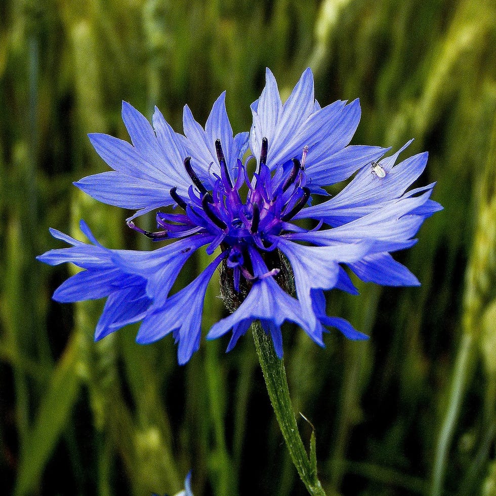 Flowers that bloom in July flowers that bloom in july
