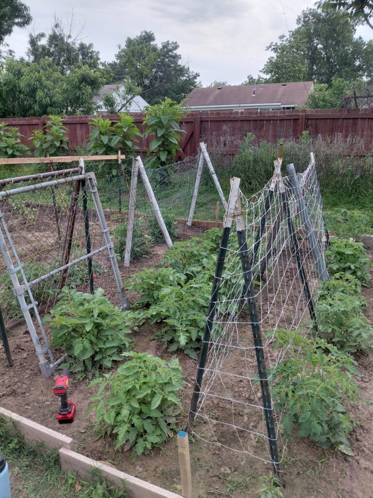 Did I accidentally give my tomatoes steroids? Did I accidentally give my tomatoes steroids?