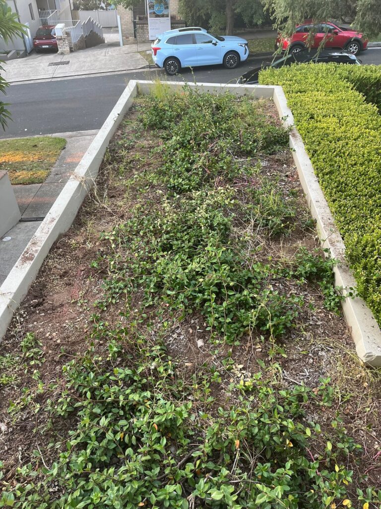 Advice on suitible plants for North facing shallow planter box Advice on suitible plants for North facing shallow planter box