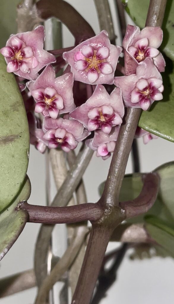 Silver Dollar Pushing out Blooms 💐🌷